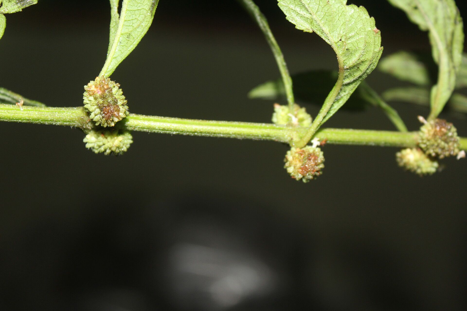 Hyptis obtusiflora fruit