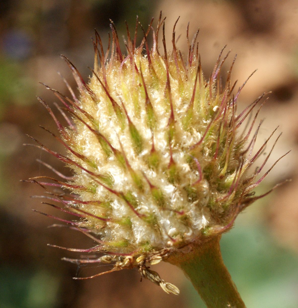 Anemone palmata fruit