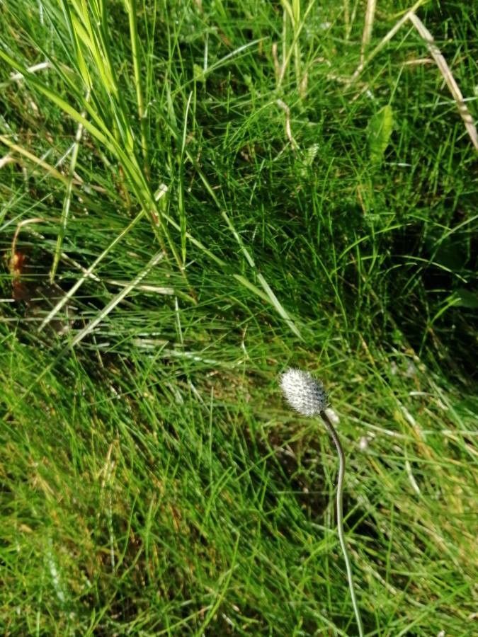 Anemone hortensis fruit