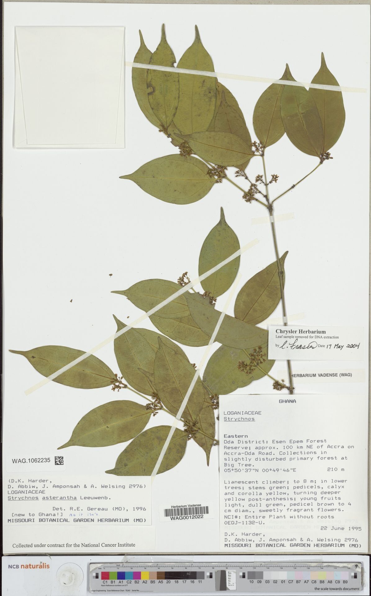 Strychnos asterantha — related species from the same genus