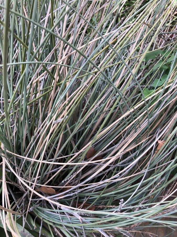 Calibanus hookeri leaf