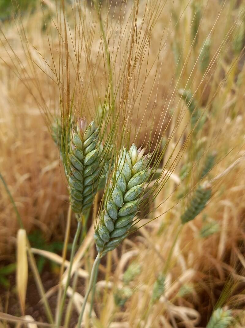Triticum durum fruit