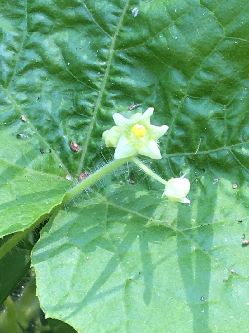 Sicyos angulata flower