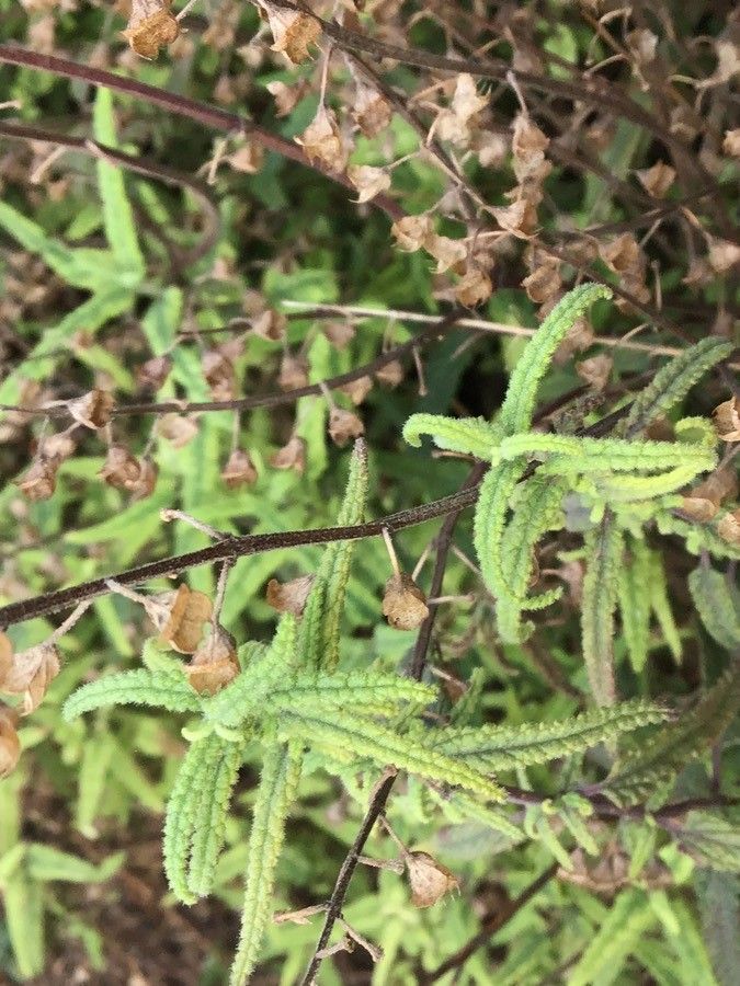 Teucrium asiaticum — search result for 'Teucrium'