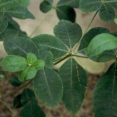 Rauvolfia verticillata leaf