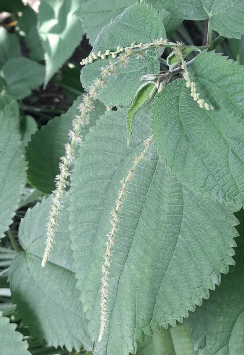 Boehmeria grandis flower