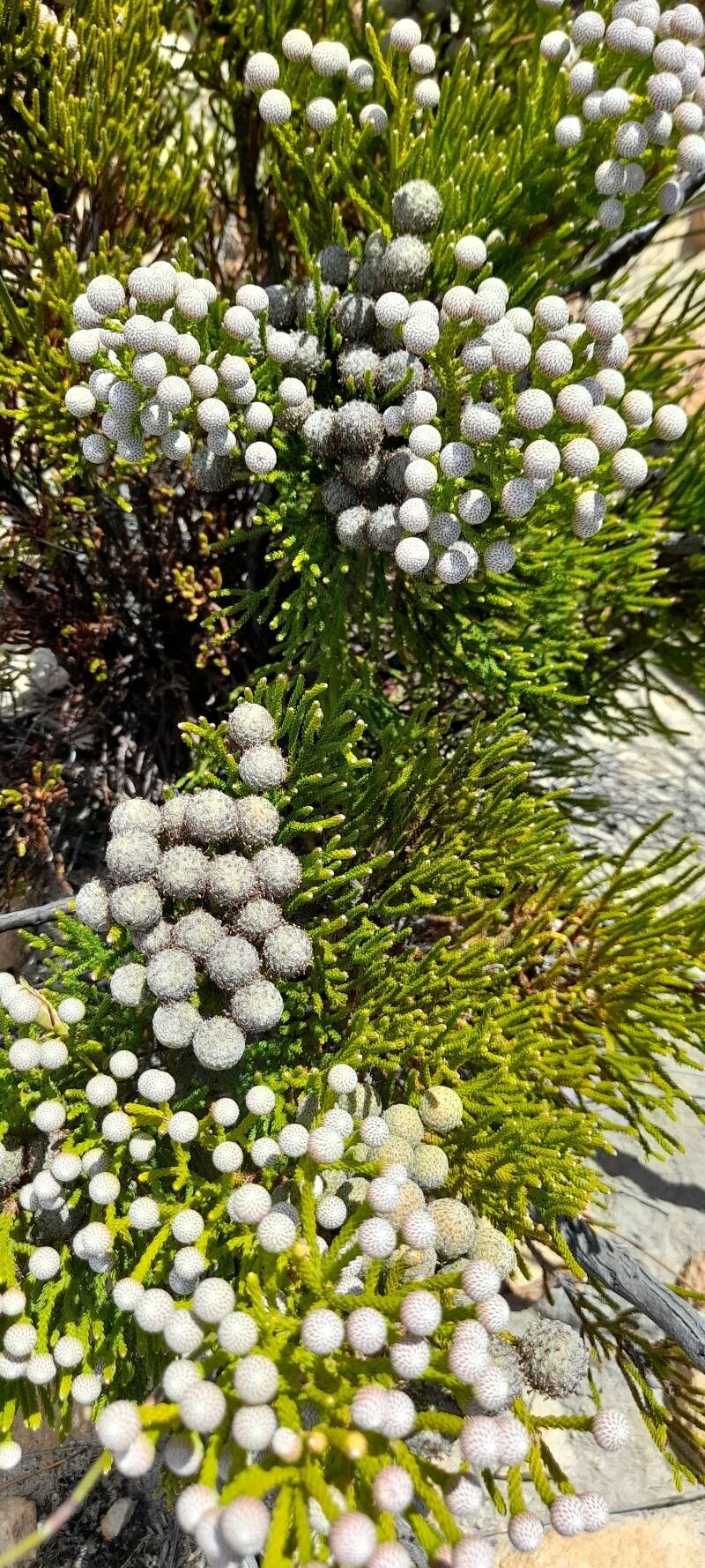 Berzelia albiflora — houseplant care guide