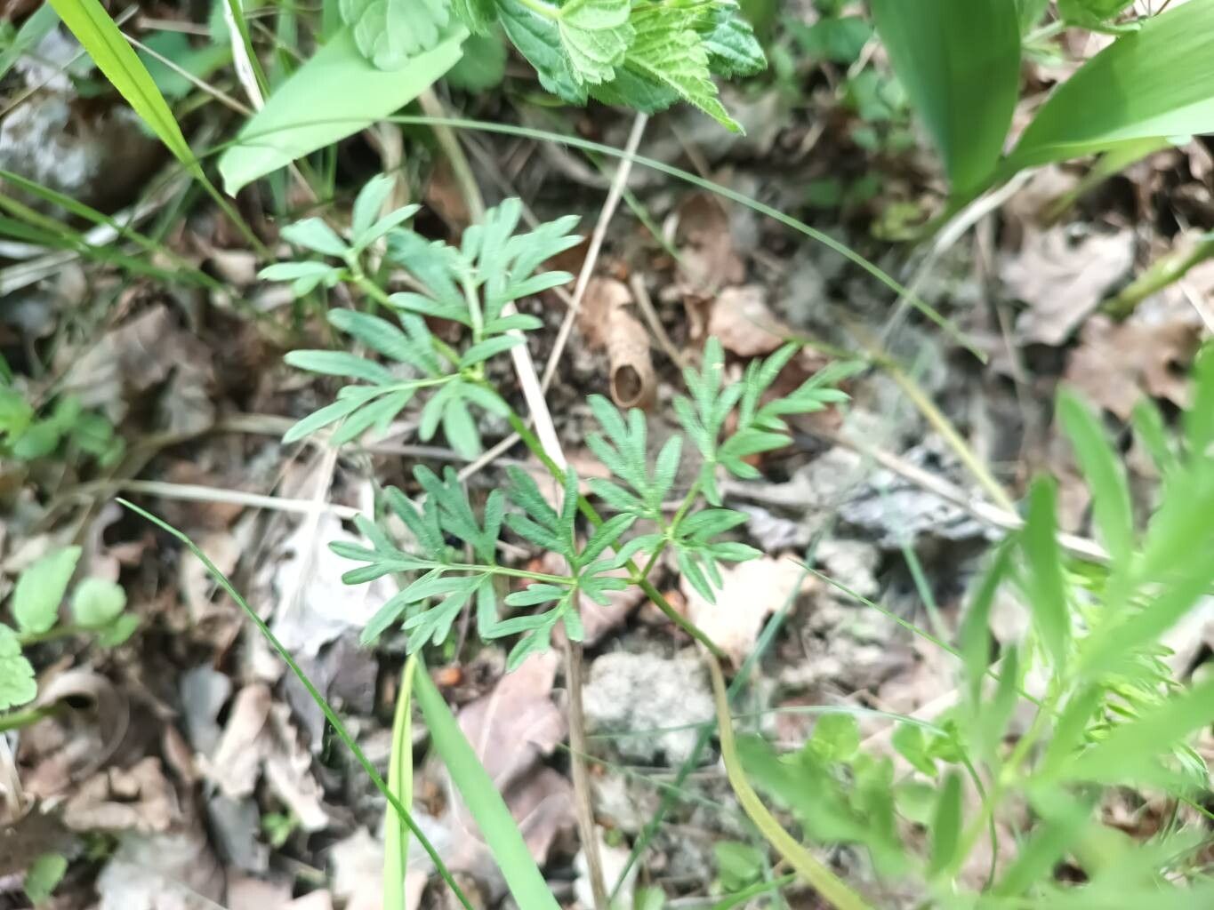 Laserpitium prutenicum leaf