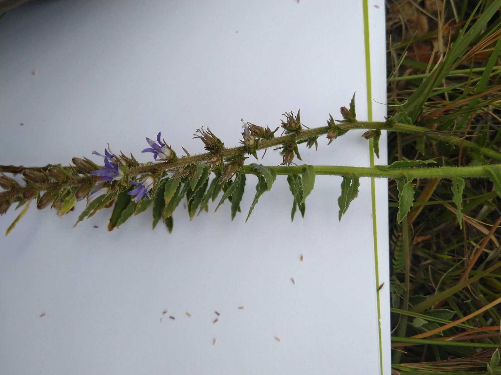 Wahlenbergia napiformis — houseplant care guide