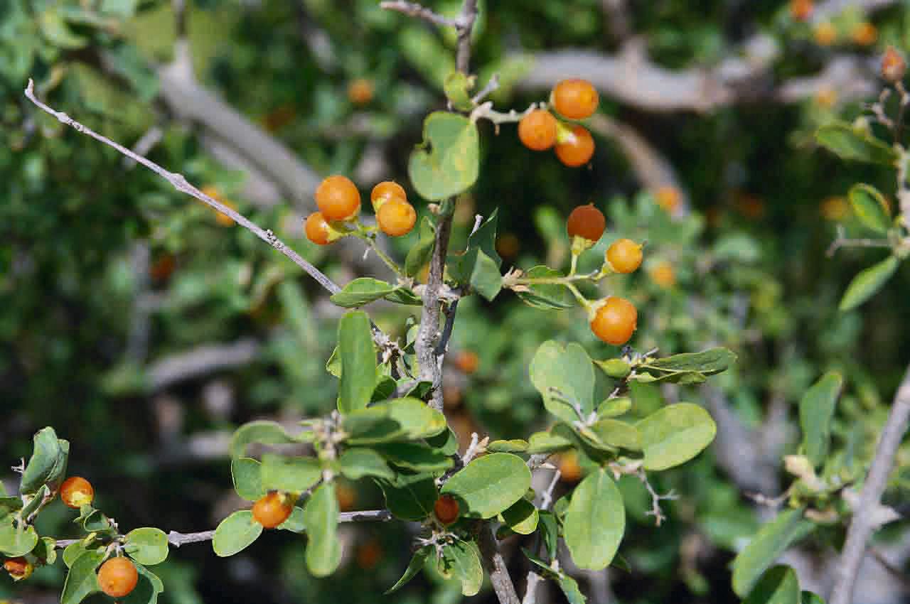 Cordia sinensis leaf