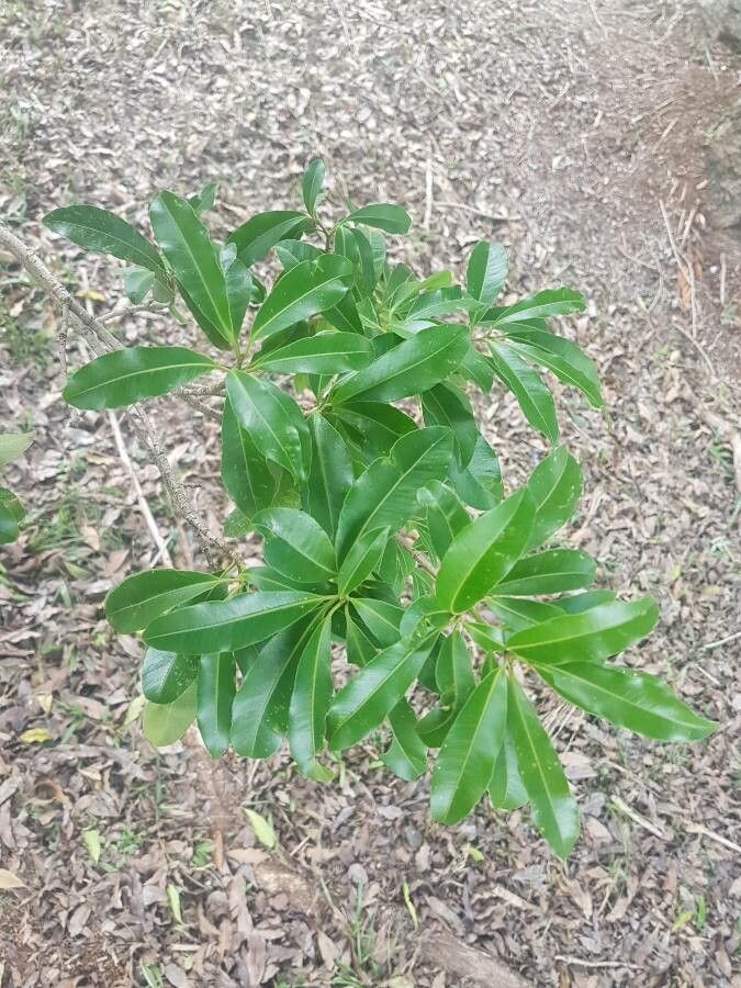 Aspidosperma polyneuron — search result for 'Paraguay'