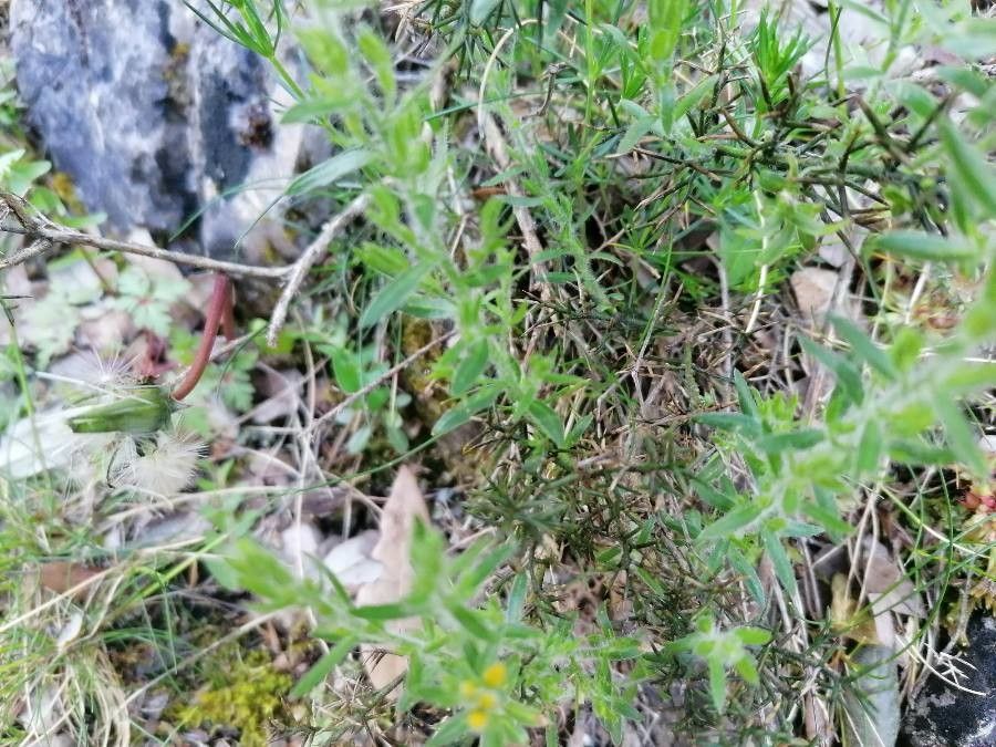 Genista hispanica — search result for 'Genista'