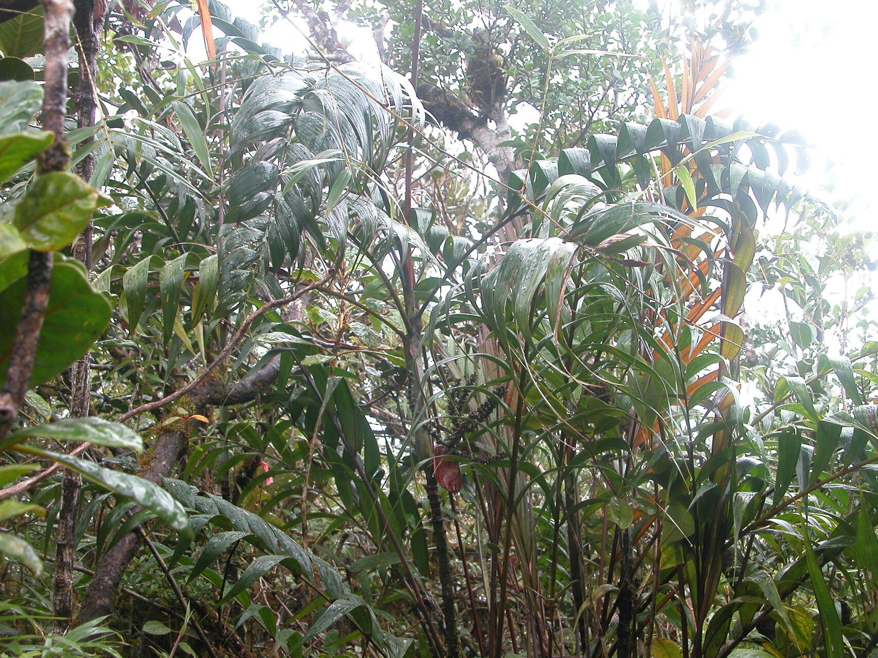 Dypsis ankirindro — houseplant care guide