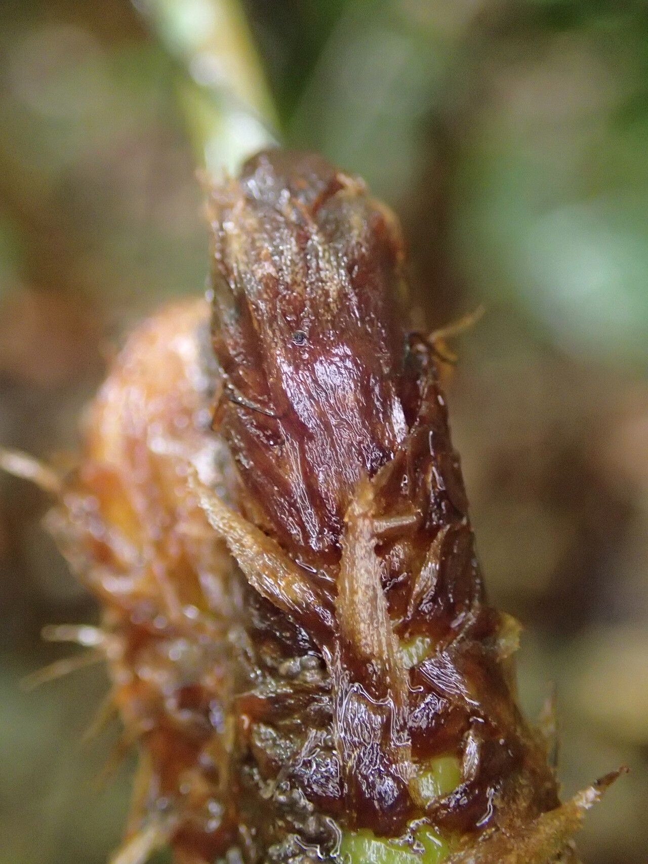 Lomariopsis rossii other