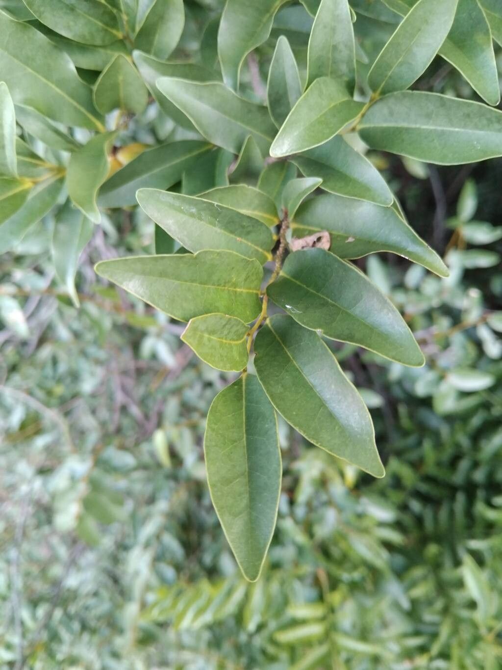 Artabotrys madagascariensis — houseplant care guide