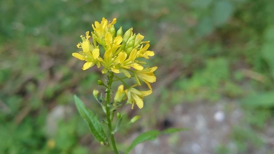 Sisymbrium strictissimum flower