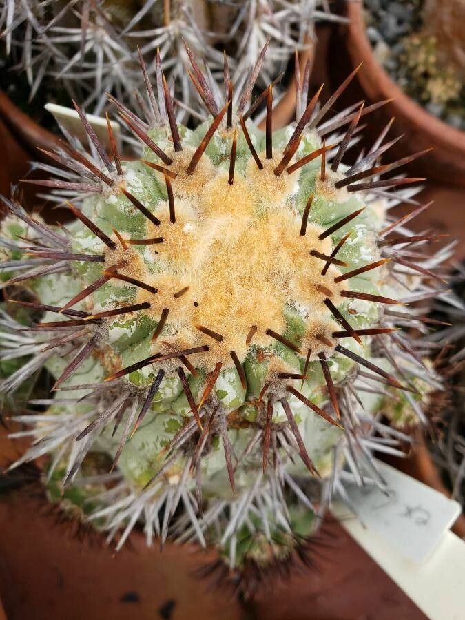 Copiapoa megarhiza — houseplant care guide