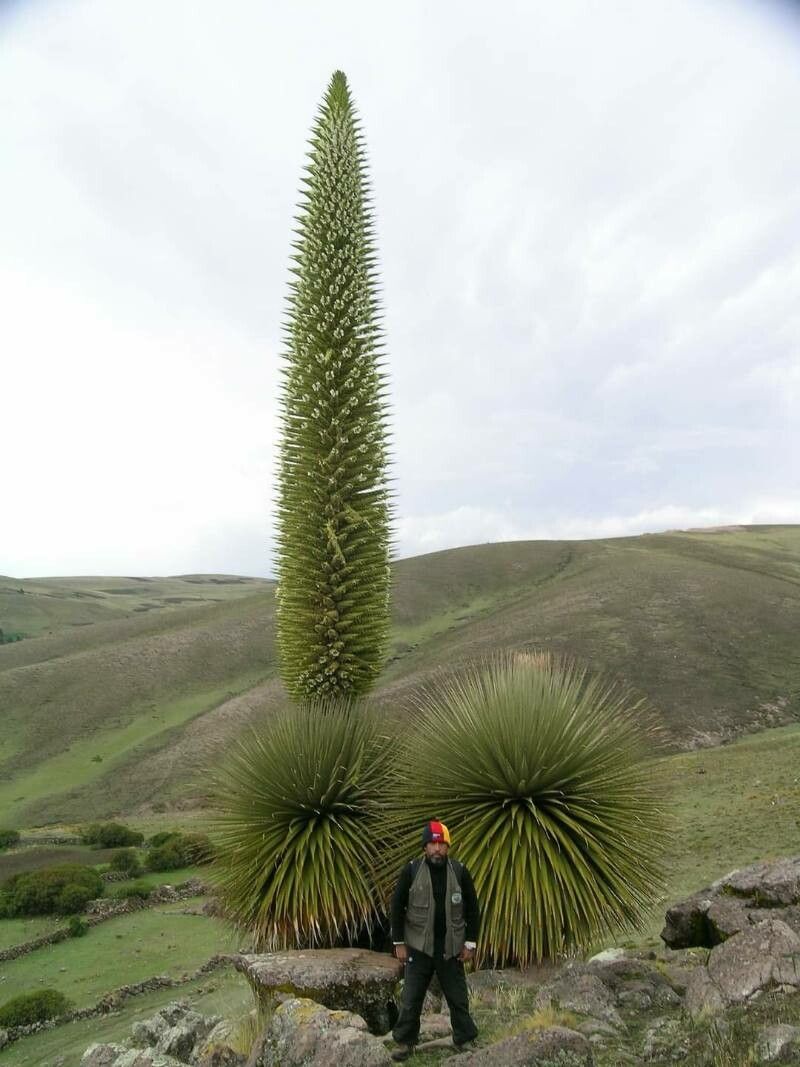 Puya raimondii leaf