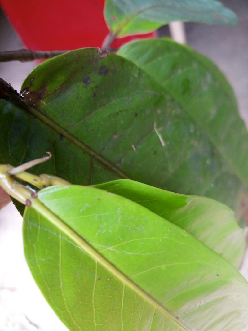 Licania macrophylla — houseplant care guide