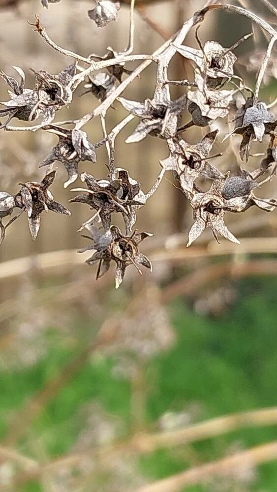 Deutzia discolor — related species from the same genus