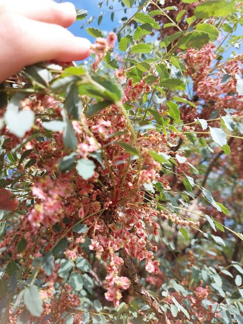 Marcetella moquiniana flower