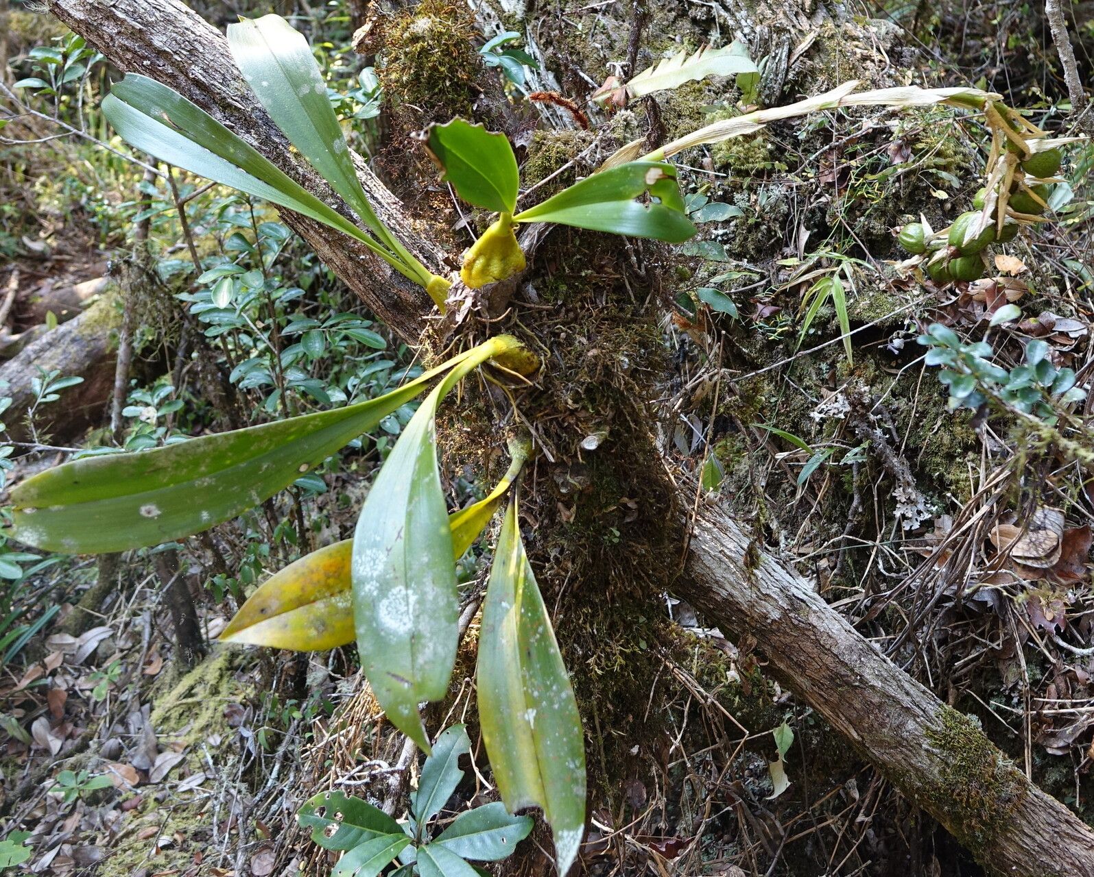 Bulbophyllum sulfureum — houseplant care guide