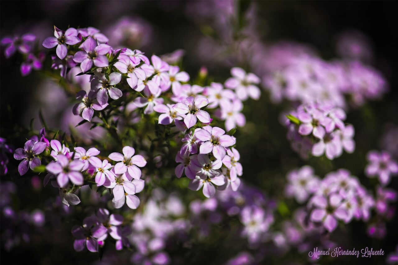 Coleonema pulchrum flower