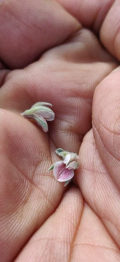 Lotus garcinii flower