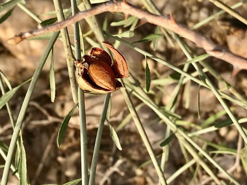 Prunus scoparia fruit