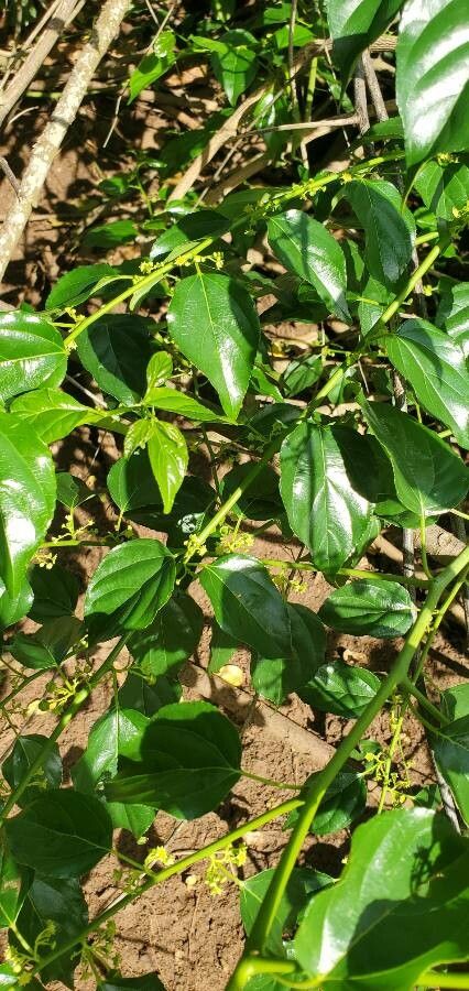 Colubrina asiatica — search result for 'Rhamnaceae'