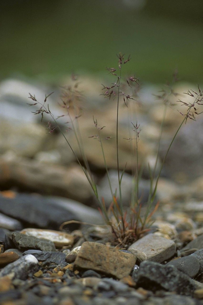 Poa glauca flower