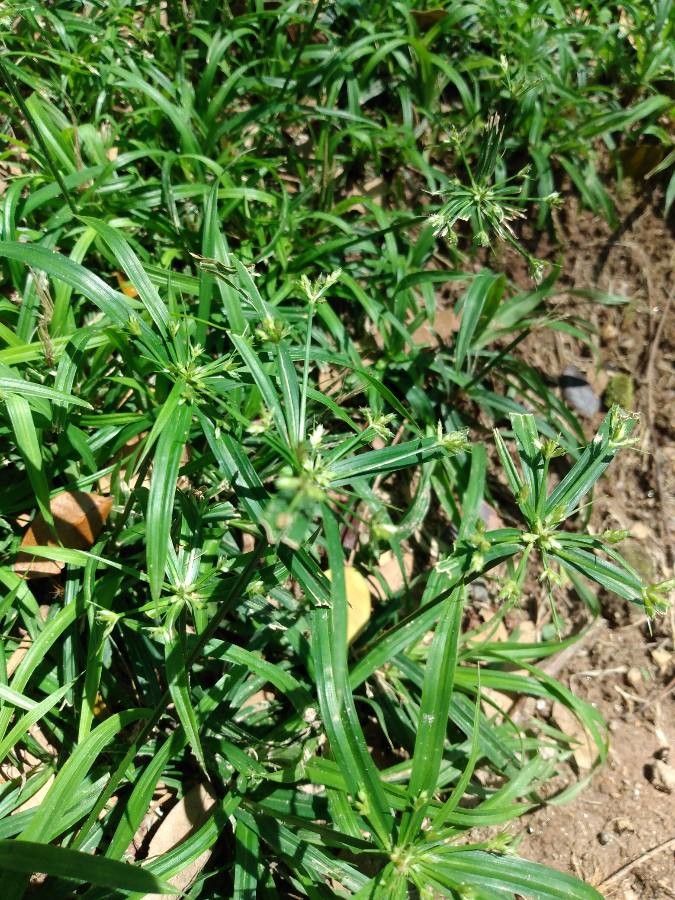 Cyperus laxus flower