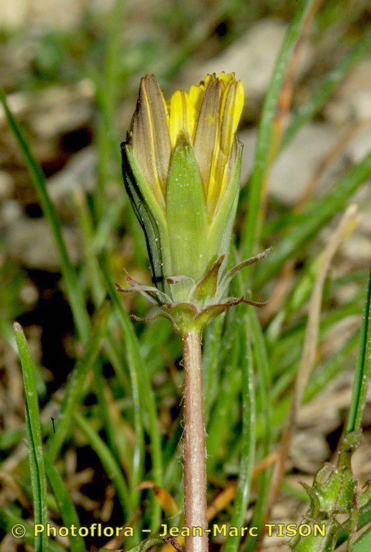 Taraxacum tortilobum other