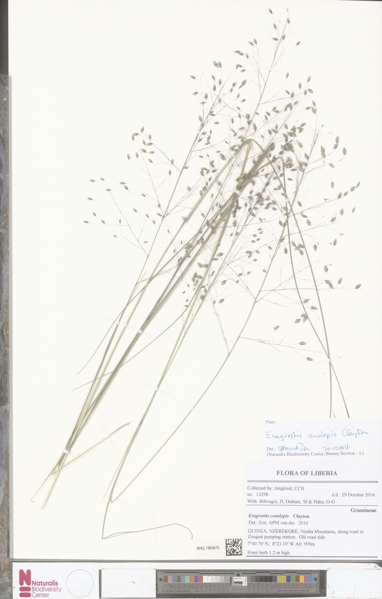 Eragrostis cenolepis — search result for 'Eragrostis'