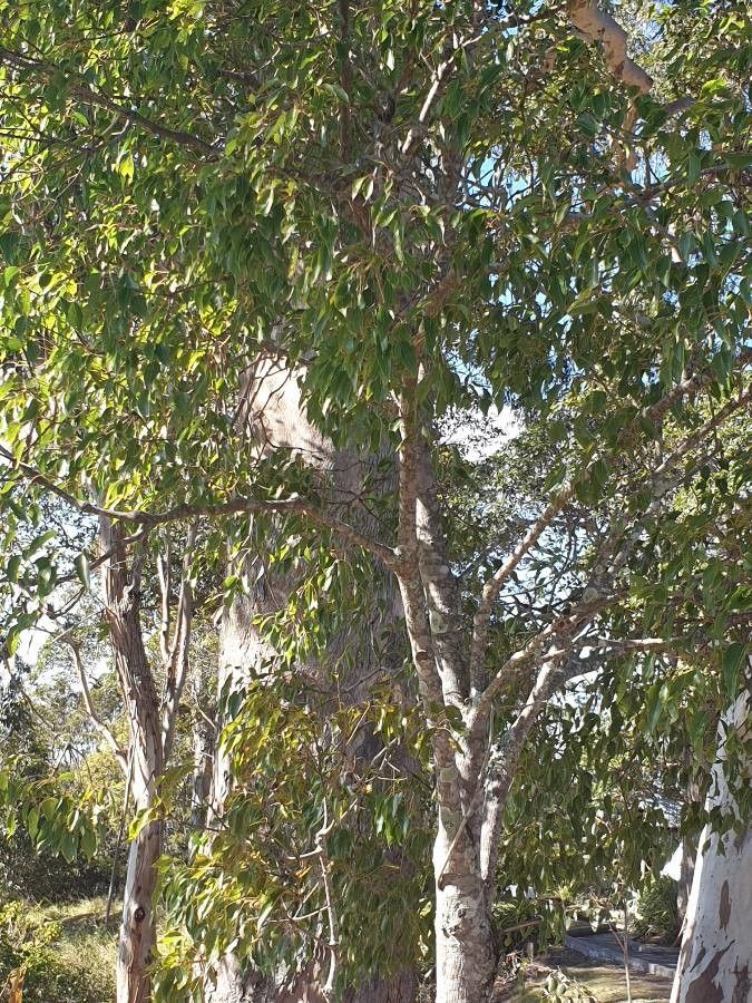 Diospyros fasciculosa habit