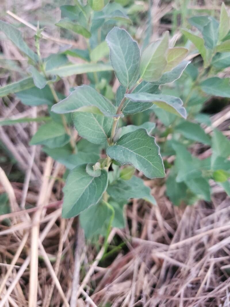 Symphoricarpos occidentalis leaf