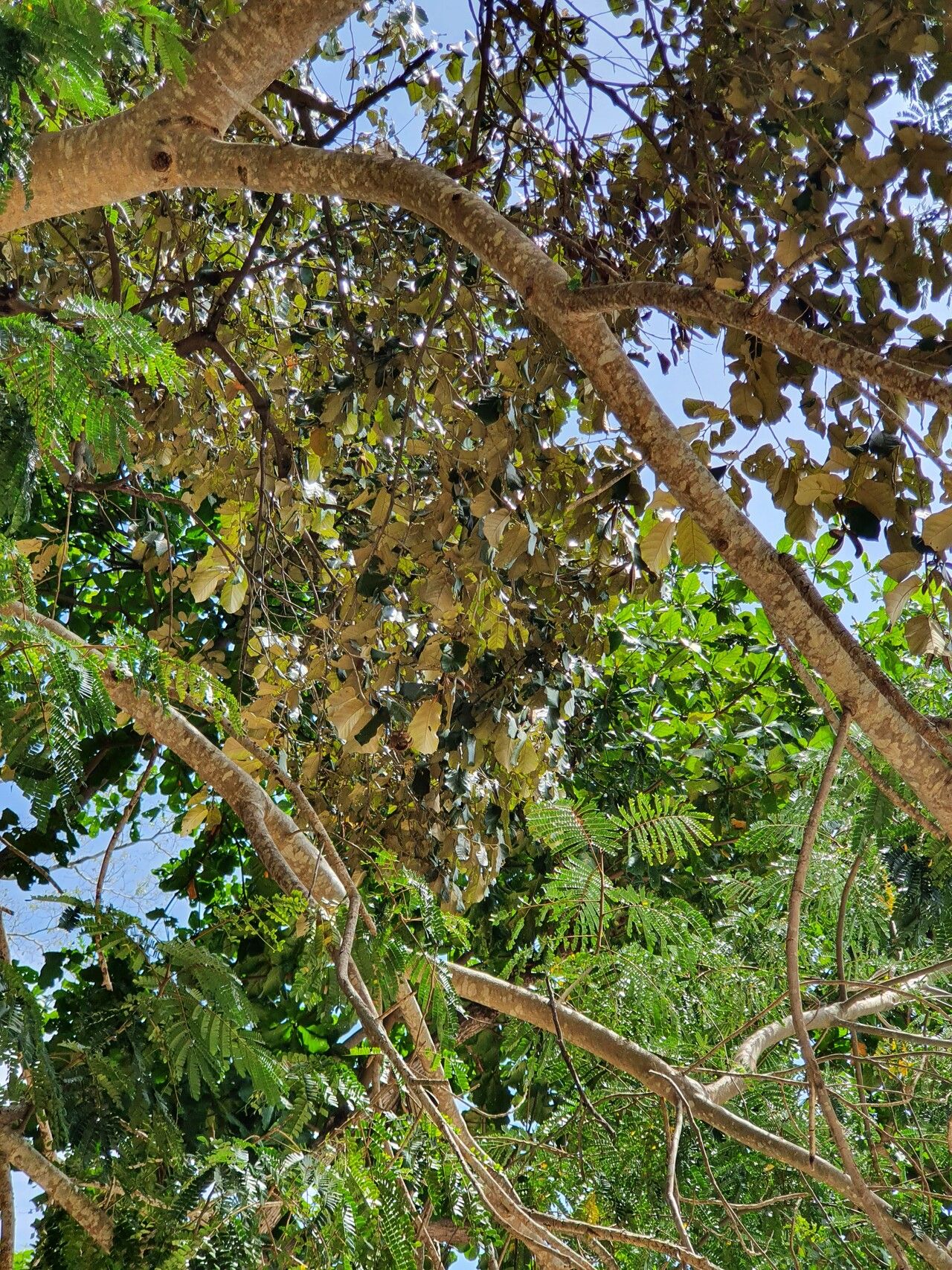 Pterospermum diversifolium other