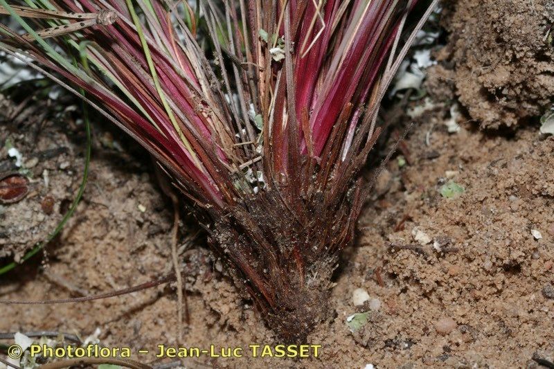 Armeria macrophylla habit