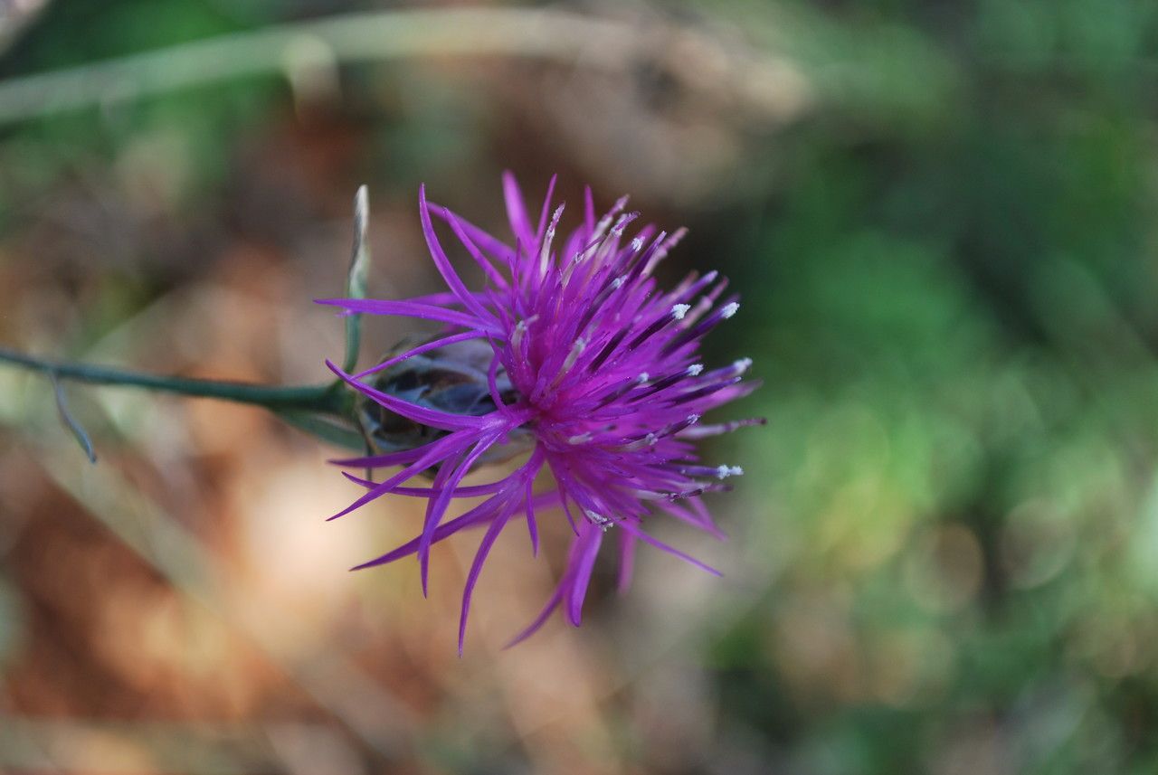 Crupina crupinastrum flower