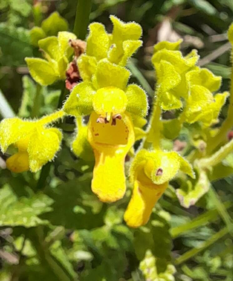 Calceolaria teucrioides — houseplant care guide