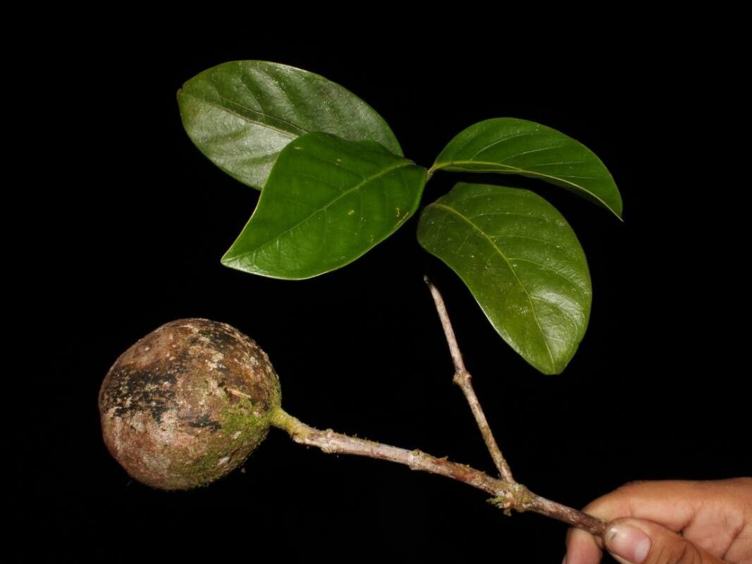 Posoqueria costaricensis fruit