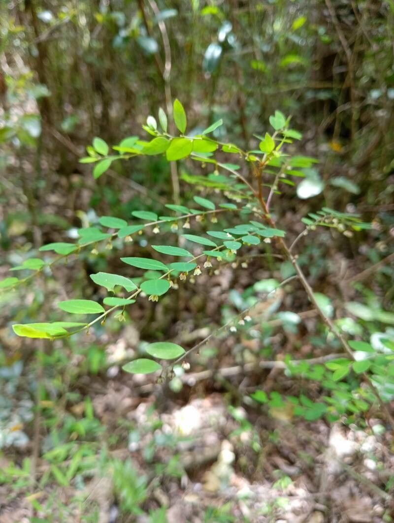 Phyllanthus moramangicus habit