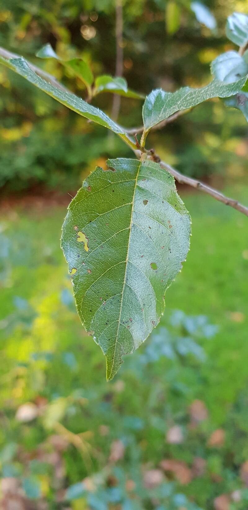 Alnus formosana — search result for 'Alnus'