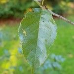 Alnus formosana