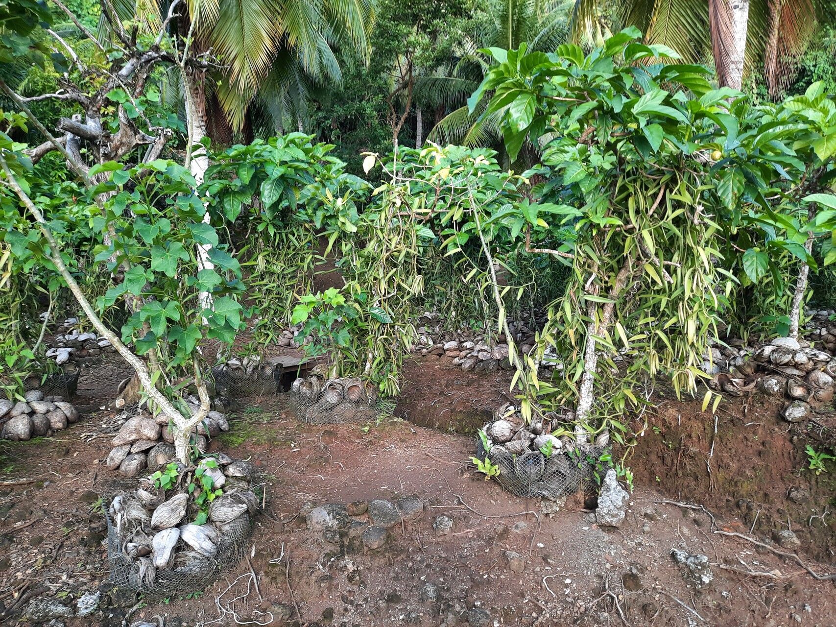 Vanilla × tahitensis leaf