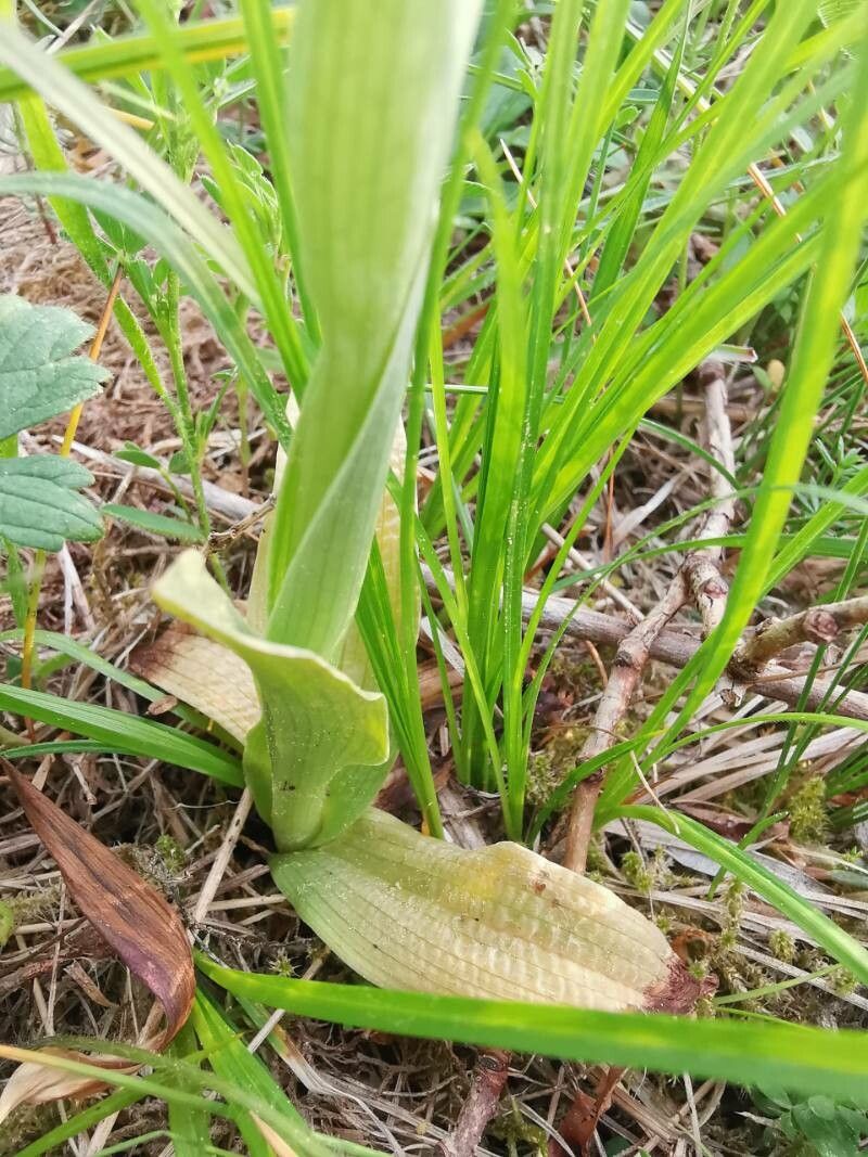 Neotinea tridentata leaf