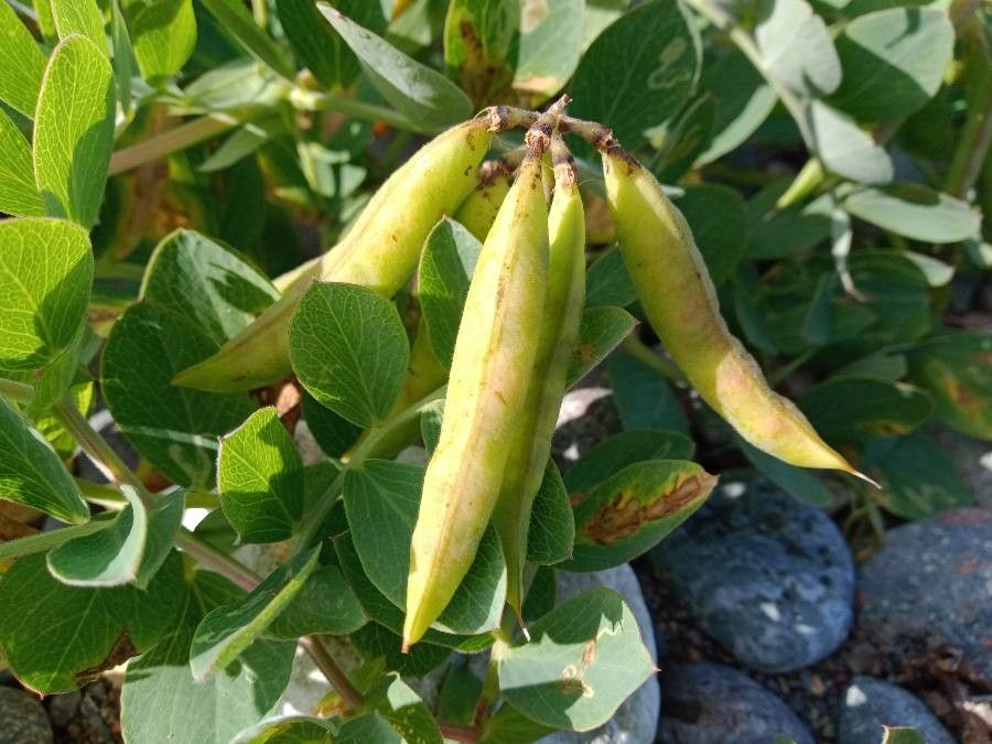 Lathyrus japonicus fruit