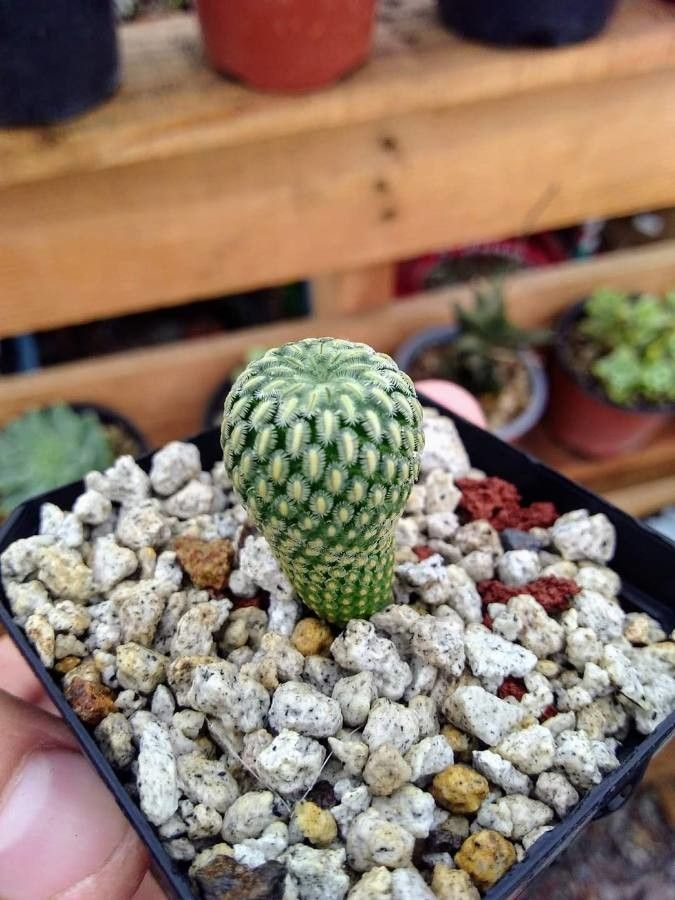 Mammillaria pectinifera — search result for 'Mammillaria'