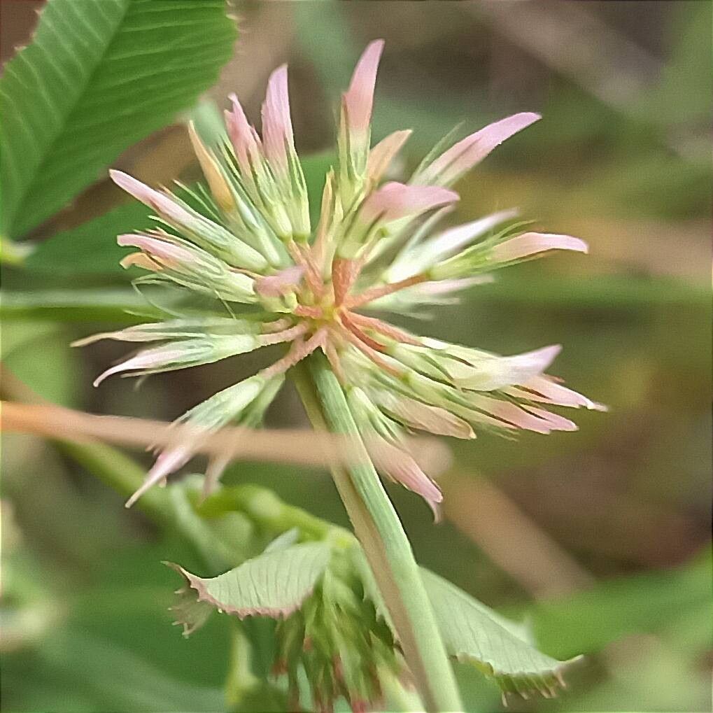 Trifolium angulatum flower