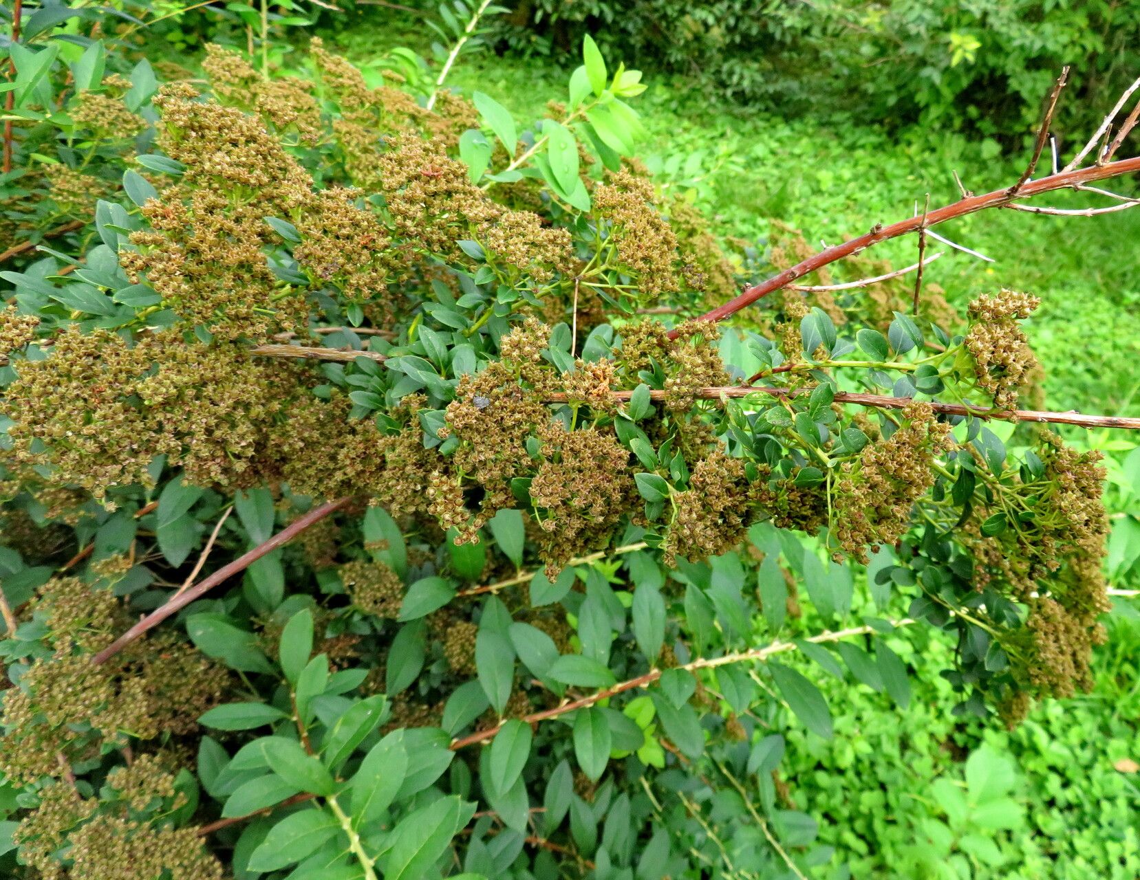 Spiraea trichocarpa flower